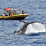 Whale Watching Maui: 2-Hour Small Group Raft Tour from Lahaina - What to Expect from the Maui Whale Watching Experience