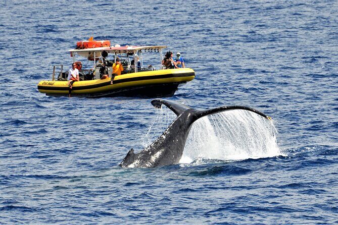 Whale Watching Maui: 2-Hour Small Group Raft Tour from Lahaina - What to Expect from the Maui Whale Watching Experience