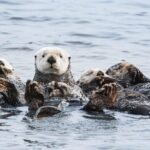 Whale Watching Monterey Bay semi-private limited to 6 people max - What to Expect from the Whale Watching Experience