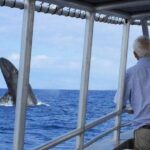 Whale Watching On The Big Island - Authentic Experiences from Reviews