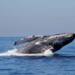 Whale Watching The Best Of Puerto Vallarta - Final Thoughts