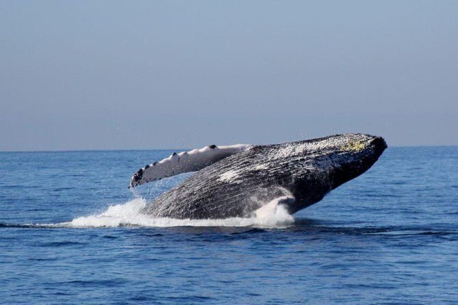 Whale Watching The Best Of Puerto Vallarta - Final Thoughts