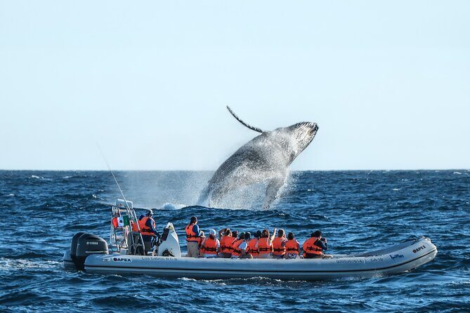 Whale Watching, The Famous Arch and Fast Boat Tour in Los Cabos - FAQs