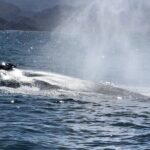 Whale Watching Tour - The Bottom Line