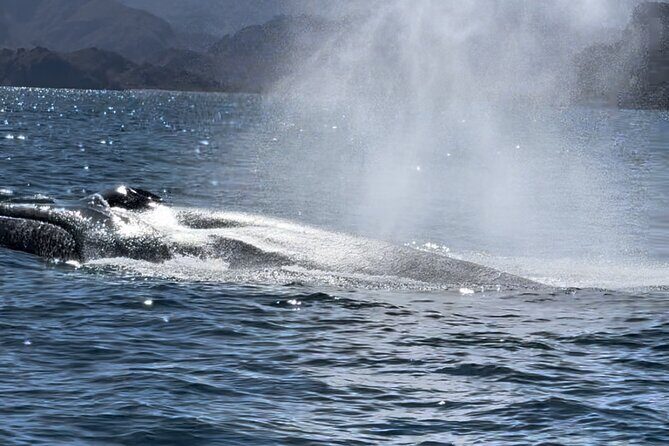 Whale Watching Tour - The Bottom Line