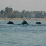 Whale watching tour - Final Thoughts