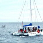 Whale Watching Tour in Los Cabos - Who Is This Tour Best For?