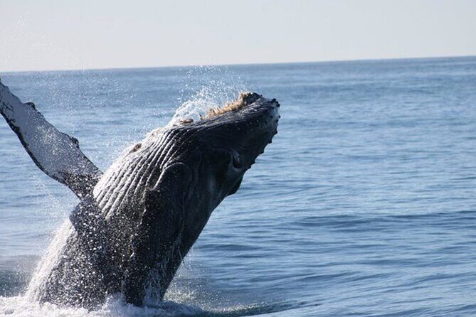 Whale Watching Tour in Los Cabos - The Downsides