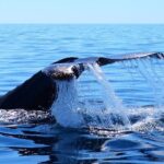 Whale Watching Tour -Incl FREE photos - Who Should Book This Tour?