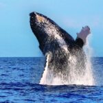 Whale Watching Tour: Whales Guaranteed in Kona Waikoloa - Final Thoughts
