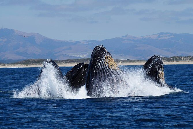 Whale Watching Tour - The Allure of Monterey Bay’s Marine Life
