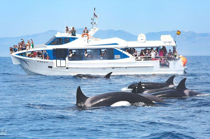 Whale Watching - Who Is This Tour Best For?