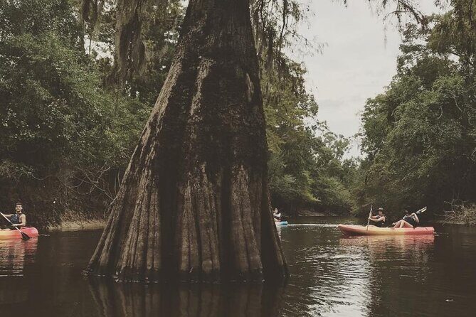 Whitney Plantation and Manchac Swamp Kayak Tour Combo - What the Tour Means for You