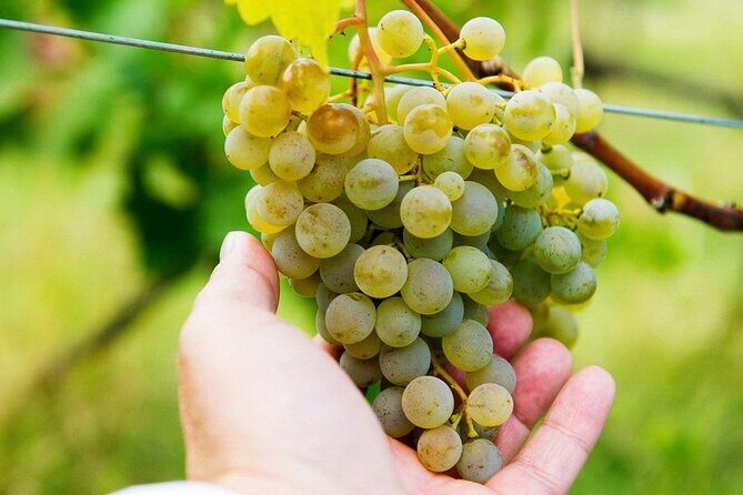 Whole day Wine Tour to Kakheti from Tbilisi - The Pros and Cons