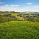 Wieliczka Vineyard: Wine tasting with local snacks - The Itinerary in Detail