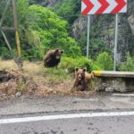 Wild Bears and Dracula Private Day Tour - The Wildlife Encounter: Wild Bears