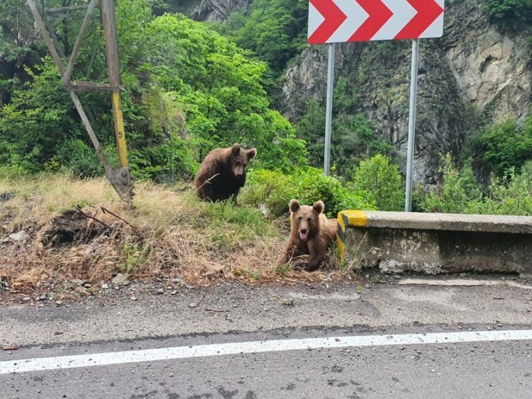 Wild Bears and Dracula Private Day Tour - The Wildlife Encounter: Wild Bears