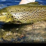 Wild Brown Trout fishing. Lough Corrib. French speaking Ghillie/Guide. Full day. - Who Is This Tour Best For?