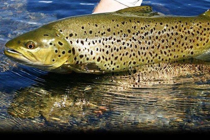 Wild Brown Trout fishing. Lough Corrib. French speaking Ghillie/Guide. Full day. - Who Is This Tour Best For?