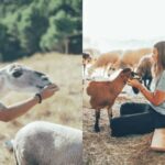 Wild Forest Reserve Foundation - Visit - The Experience in Detail