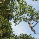 Wild Monkey Tour (Private, Half Day) - FAQs