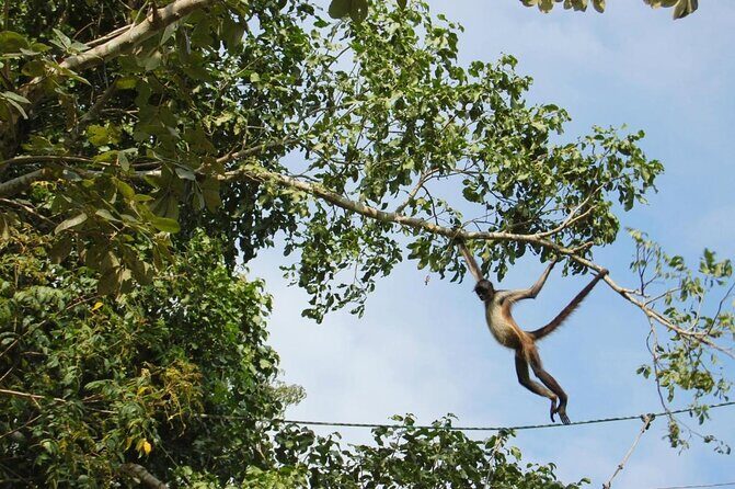 Wild Monkey Tour (Private, Half Day) - FAQs