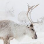 Wild Reindeers Safari + Lunch in Glass Igloo (private service) - A Detailed Look at the Experience