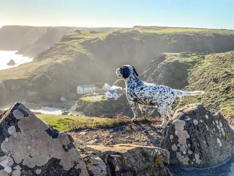 Wild west: Tour Cornwall`s rugged west coast. - Why This Tour Is a Good Deal