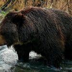 Wilderness, Wildlife, Glacier Experience from Anchorage - Transportation, Group Size, and Price Value
