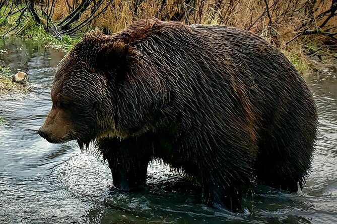 Wilderness, Wildlife, Glacier Experience from Anchorage - Transportation, Group Size, and Price Value