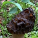 Wildfire Peak Nic - Diving Into the Details: What to Expect on Wildfire Peak Nic