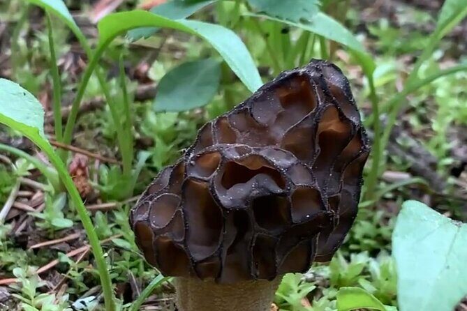 Wildfire Peak Nic - Diving Into the Details: What to Expect on Wildfire Peak Nic