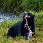 Wildlife and Scenery in Ketchikan - Frequently Asked Questions
