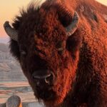 Wildlife Biologists Field Expedition: The Badlands Uncovered - What Sets This Tour Apart?