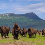 Wildlife Center with Lunch & Local Beer Sampling - Winter&Summer - Who Should Consider This Tour?