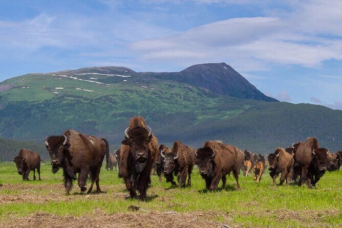 Wildlife Center with Lunch & Local Beer Sampling - Winter&Summer - Who Should Consider This Tour?