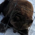 Wildlife Conservation Center and Portage Glacier Lake Viewing - What Makes This Tour Stand Out?