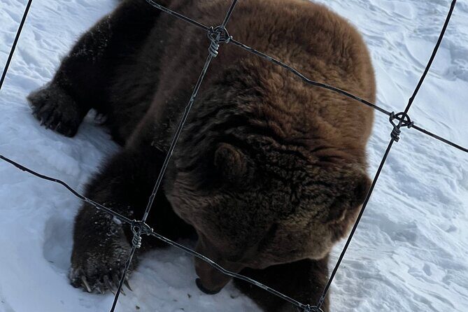 Wildlife Conservation Center and Portage Glacier Lake Viewing - What Makes This Tour Stand Out?