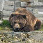 Wildlife Conservation Center & Portage Valley Glaciers - Who Would Love This Tour?
