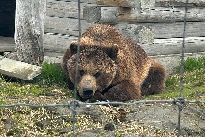 Wildlife Conservation Center & Portage Valley Glaciers - Who Would Love This Tour?