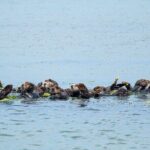 Wildlife Safari Boat Tour in Scenic Monterey Bay Wetland - The Experience Through the Eyes of Travelers