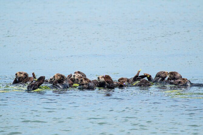 Wildlife Safari Boat Tour in Scenic Monterey Bay Wetland - The Experience Through the Eyes of Travelers