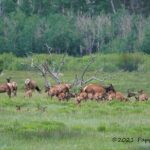 Wildside 4X4's Elk Watching Tour - Transportation and Group Size