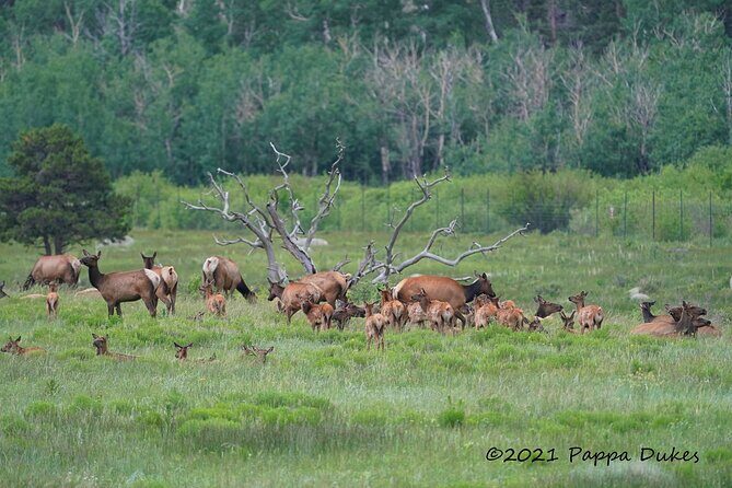 Wildside 4X4's Elk Watching Tour - Transportation and Group Size