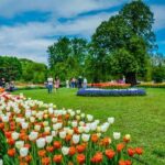 Windmill Island 1 Day Tour from Chicago | Kids 50% Off - Weighing the Value: Is It Worth It?