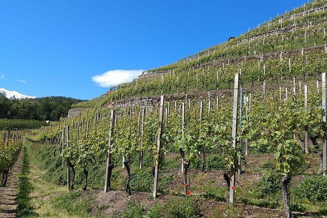 Wine and Food tasting PRIVATE Guided Tour - What’s Included and What’s Not