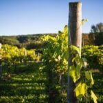 Wine and Lunch Escape - Who Should Consider This Tour?