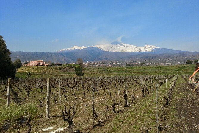 Wine and Lunch Tour - Potential Drawbacks or Considerations