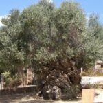 Wine, Beer, Olive Oil Tasting Private Tour (price per group of 6) - How the Tour Feels in Practice