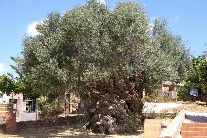 Wine, Beer, Olive Oil Tasting Private Tour (price per group of 6) - How the Tour Feels in Practice